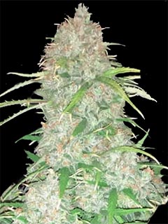 big bud