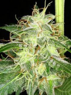 Silver Kush Flowering Time
