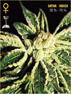 Silver Kush Flowering Time